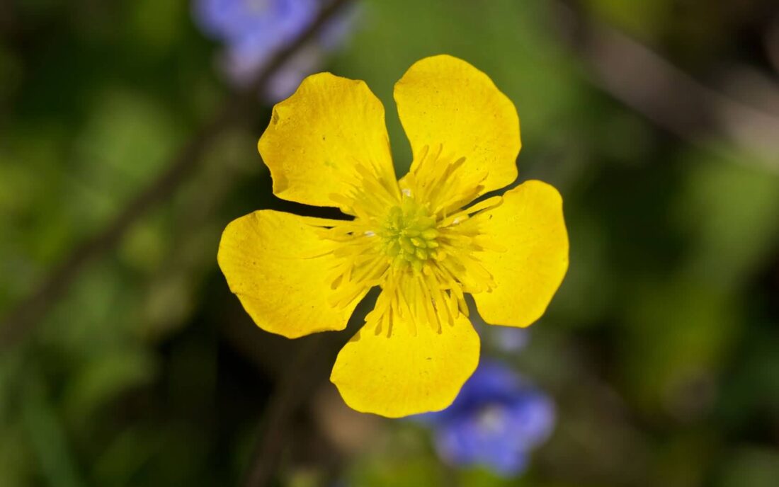 Mind Blowing Yellow Buttercup Flower With Green Beautiful