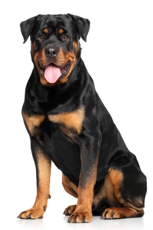 55 Stunning Rottweiler Dog Images & 4K Wallpaper