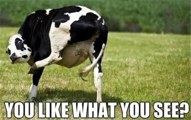 Cow Memes You Like What You See Picsmine 1978
