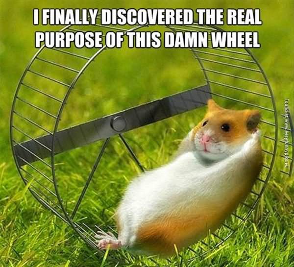 [Image: Hamster-Meme-I-finally-discovered-the-real-purpose.jpg]