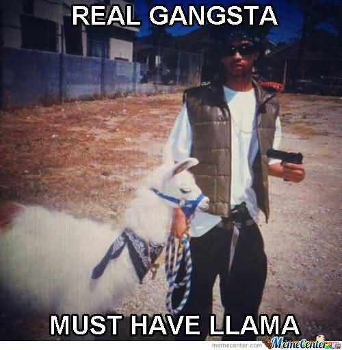 Real gangster must have llama Hilarious Gangster Meme Photo