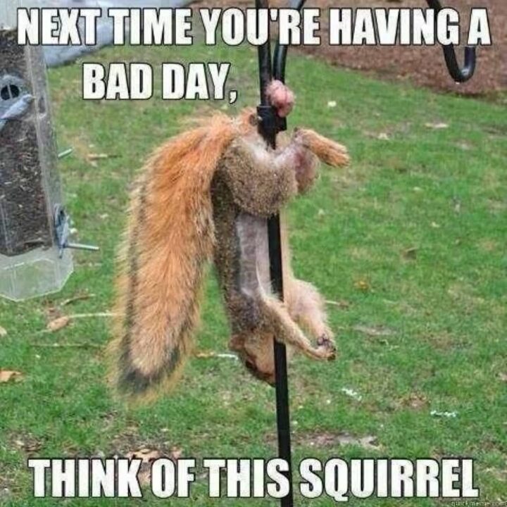 Next time you're having a bad day Squirrel Meme | Picsmine