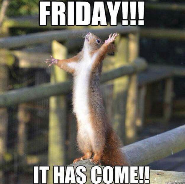 Squirrel Meme Friday it has come | Picsmine